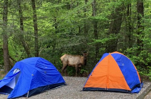 Cataloochee Camping