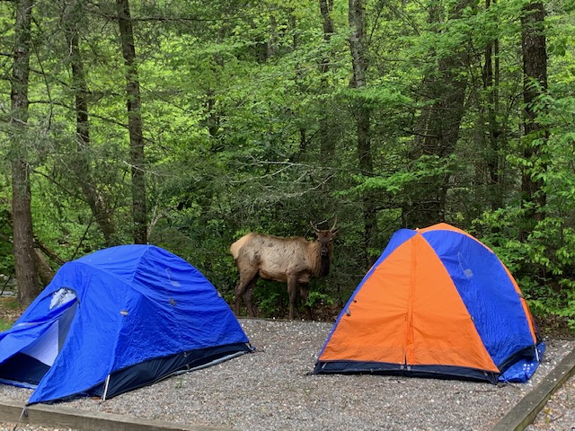 Cataloochee Camping